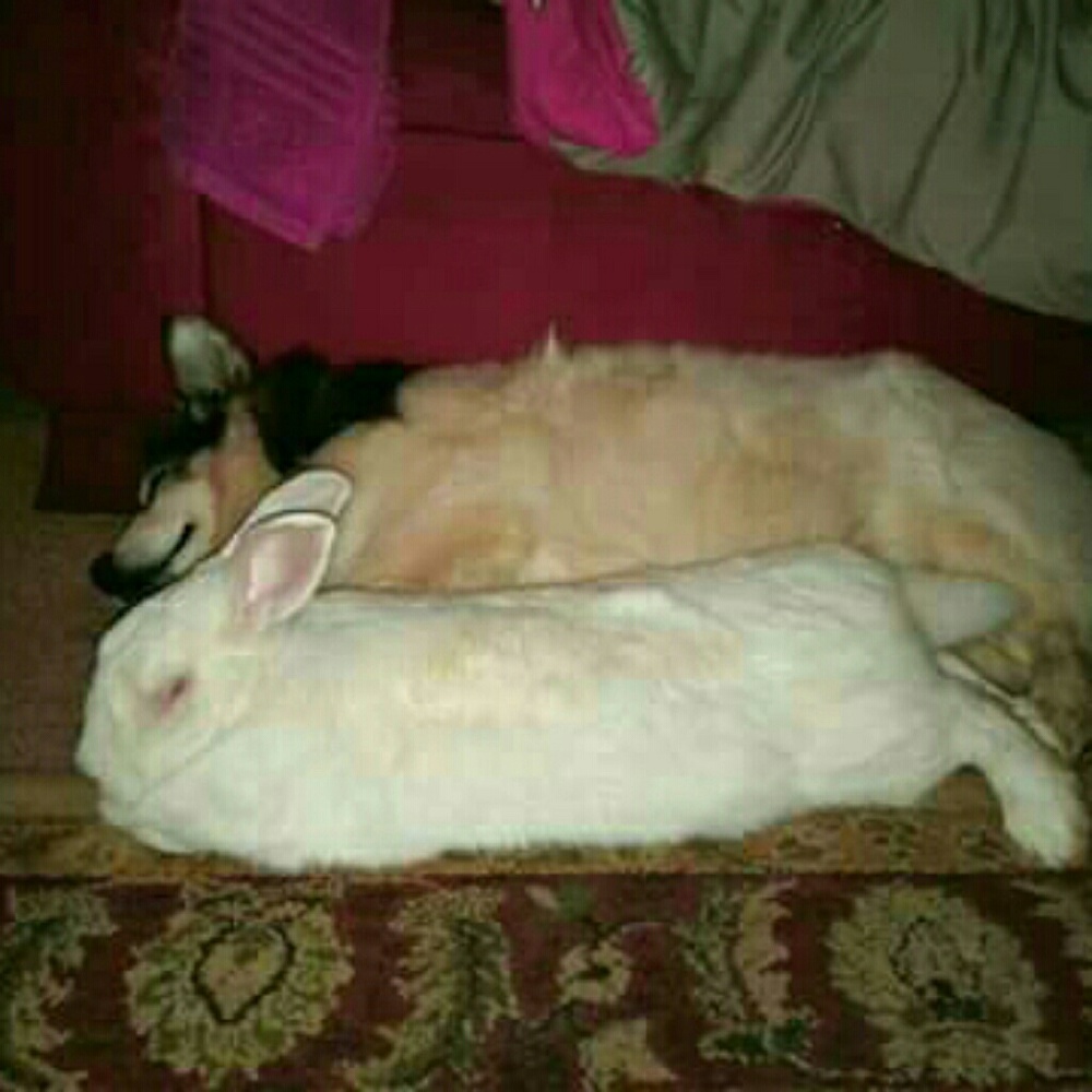 🐶🐹🐴 FYI 🐴🐹🐶 - Picture 5 of 8